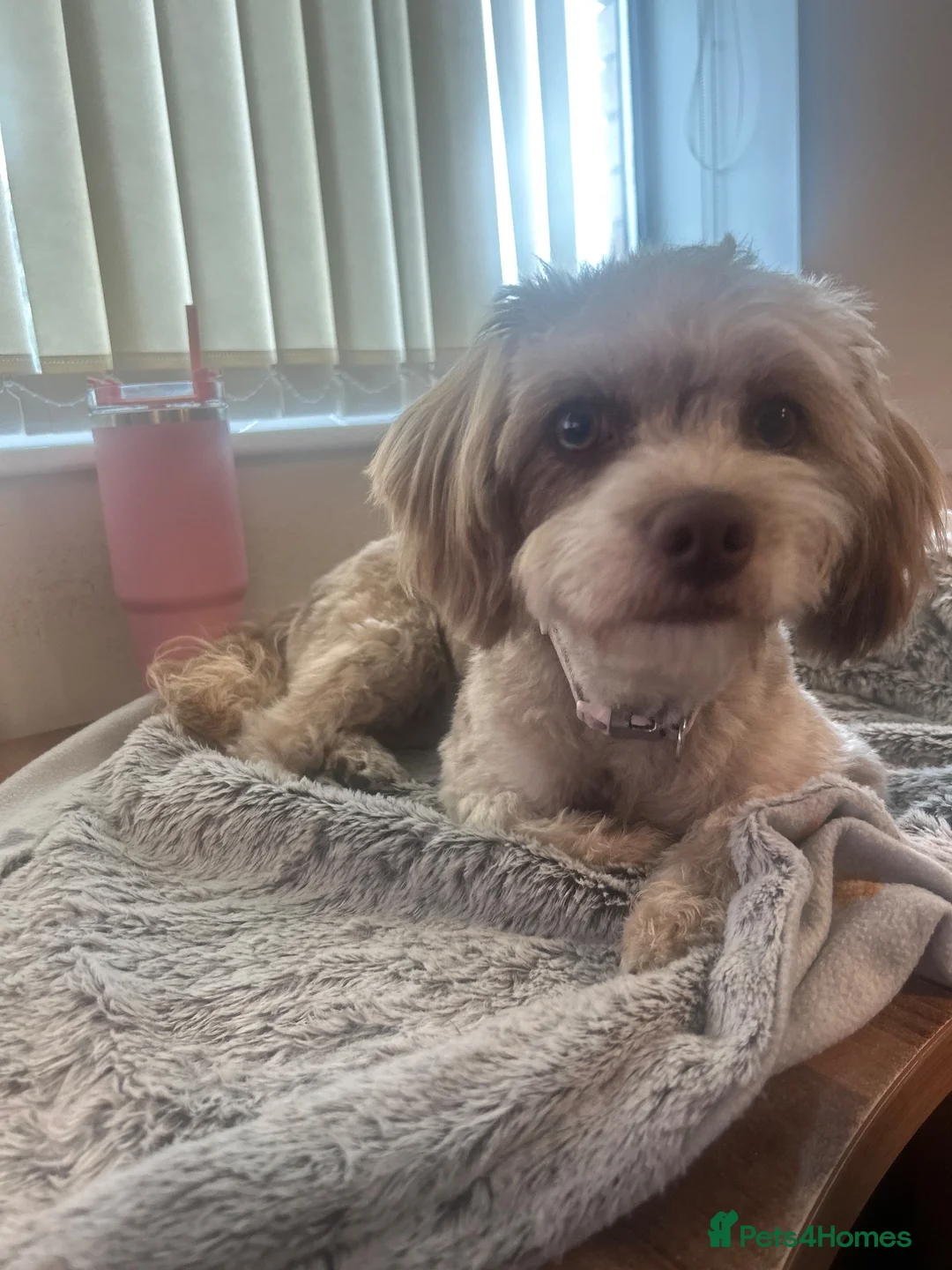 Cockapoo dogs for sale: 2 year old miniature cockapoo  in Bromsgrove - Advert 2