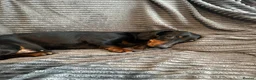 Dachshund dogs for sale: KC registered Black and Tan dachshund girl  - Advert 4