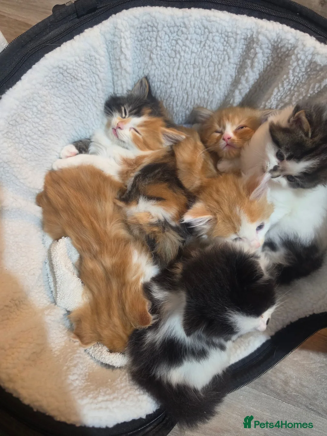 Mixed Breed cats for sale: Gorgeous Main Cooon-Persian Mix Kittens  - Advert 29