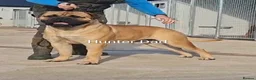 Bullmastiff dogs for sale: Exceptional litter of bullmastiffs  - Advert 11