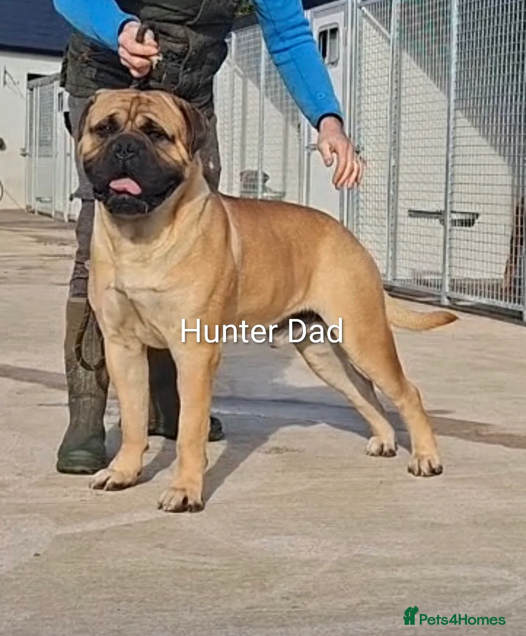 Bullmastiff dogs for sale: Exceptional litter of bullmastiffs  - Advert 11