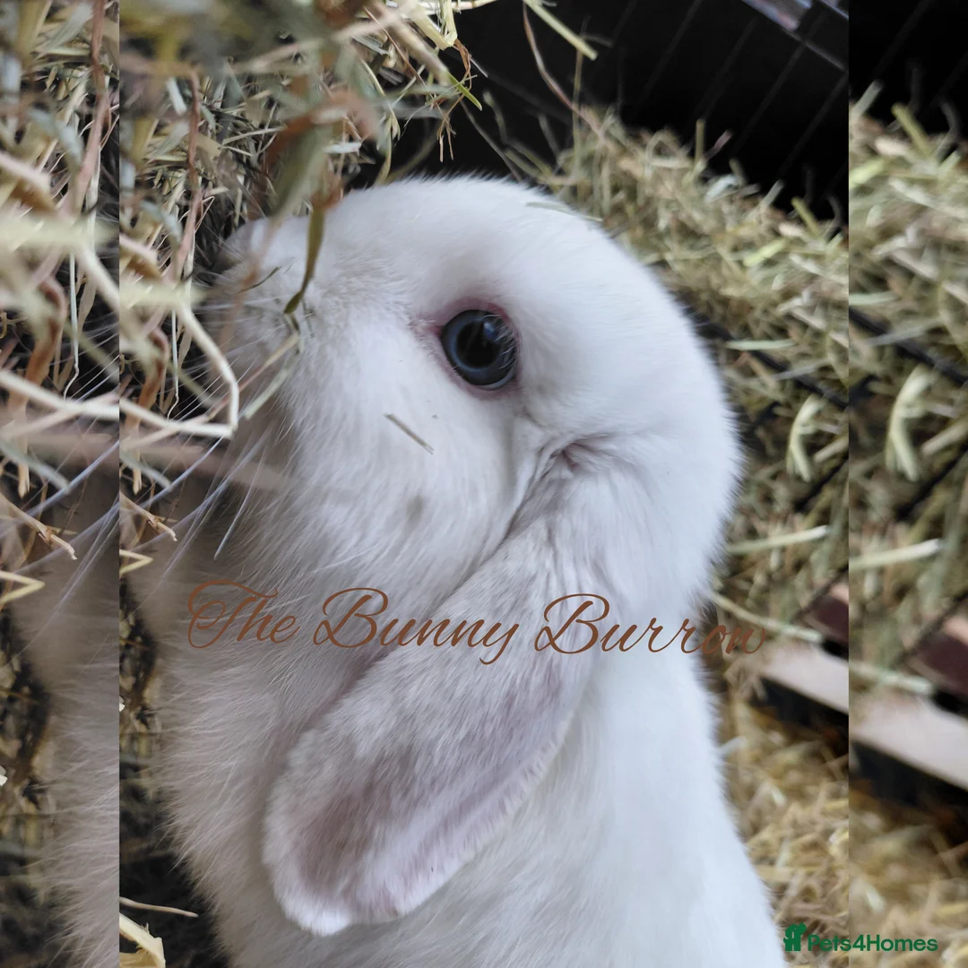 Mini Lop rabbits for sale: Mini Lop  - Advert 6