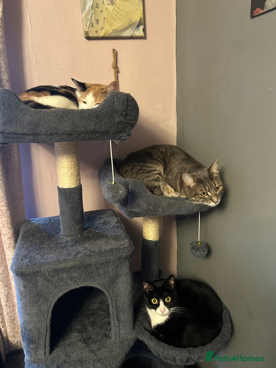 British Shorthair cats for sale: 6 month old gorgeous calico female for sale  - Advert 5