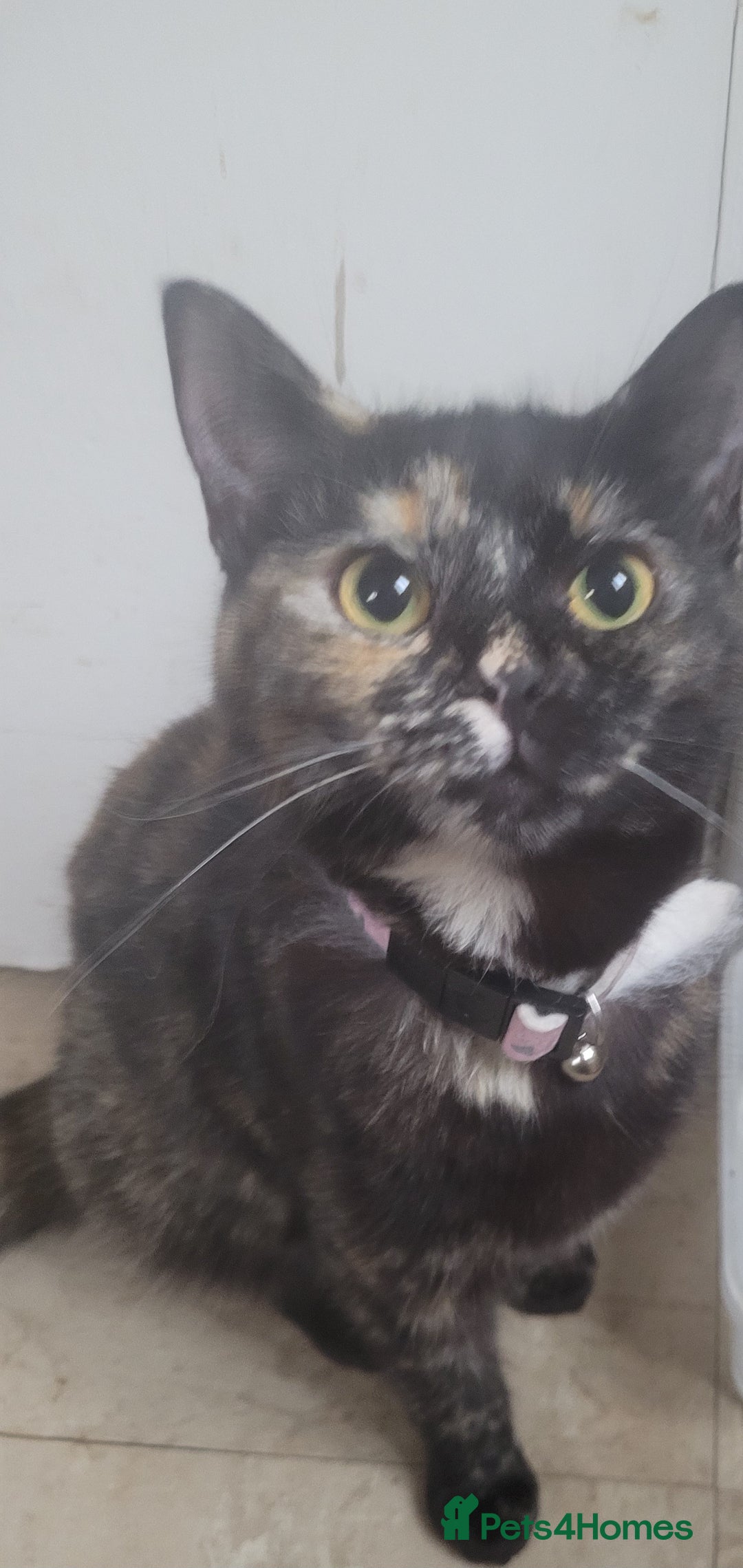 Mixed Breed cats for sale: Ragamuffin maleand tortishell female for rehoming  - Advert 1