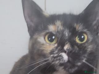 Mixed Breed cats Ragamuffin maleand tortishell female for rehoming - Advert 2