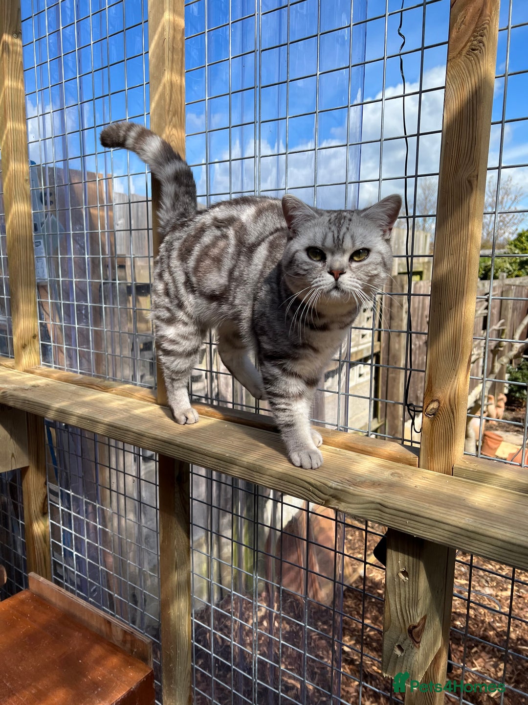 Mixed Breed cats for sale: British shorthair/Savannah cross kittens  - Advert 3