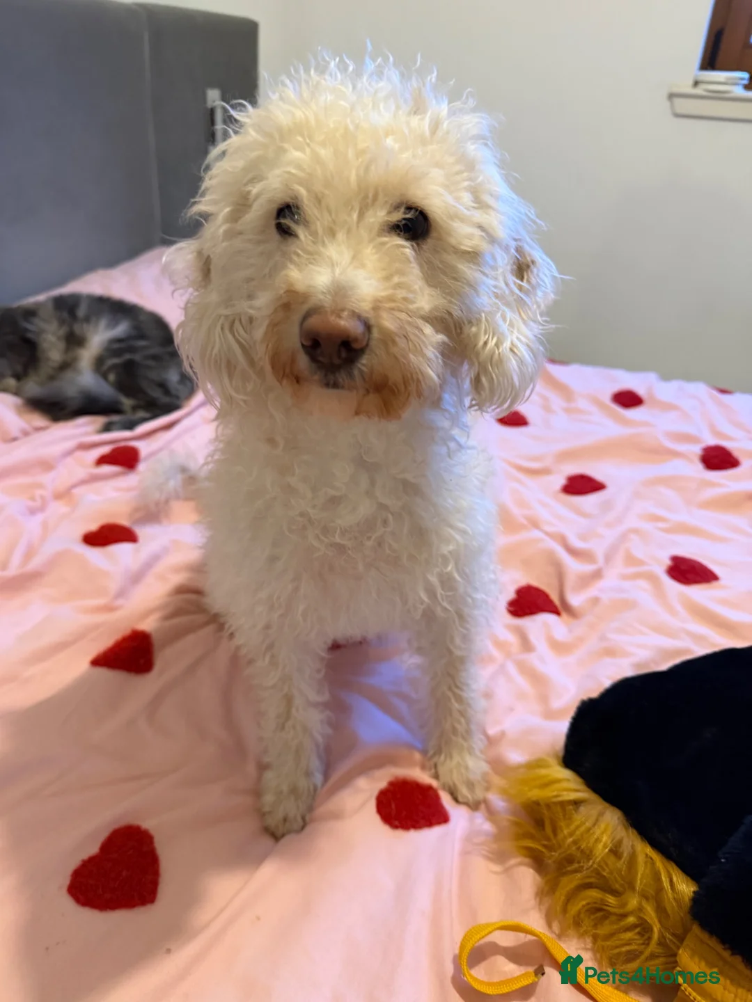 Labradoodle dogs for sale: F1 labradoodles  in Glasgow - Advert 1