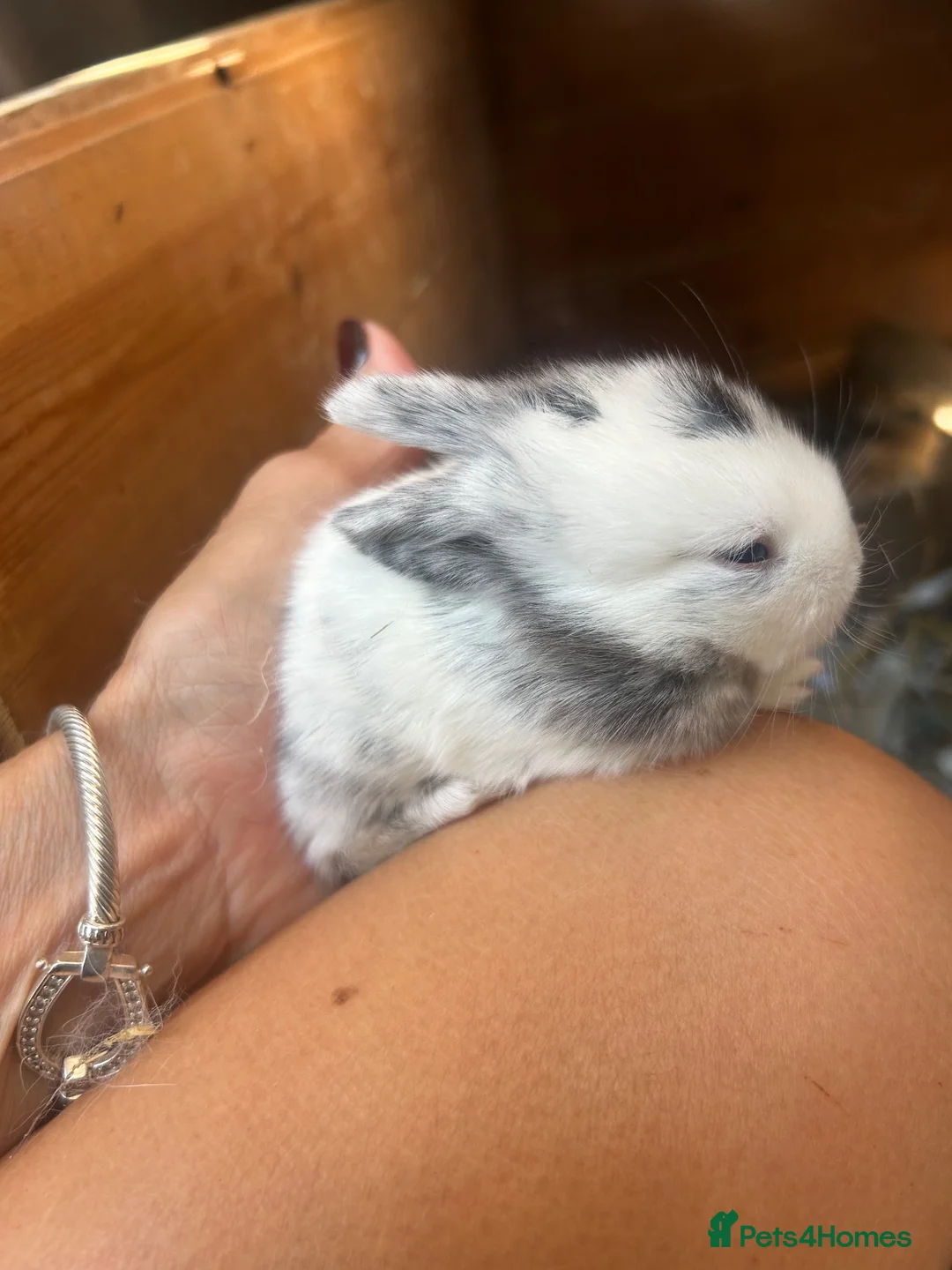 Mini Lop rabbits for sale: Stunning mini lop babies - fabulous temperaments  - Advert 2