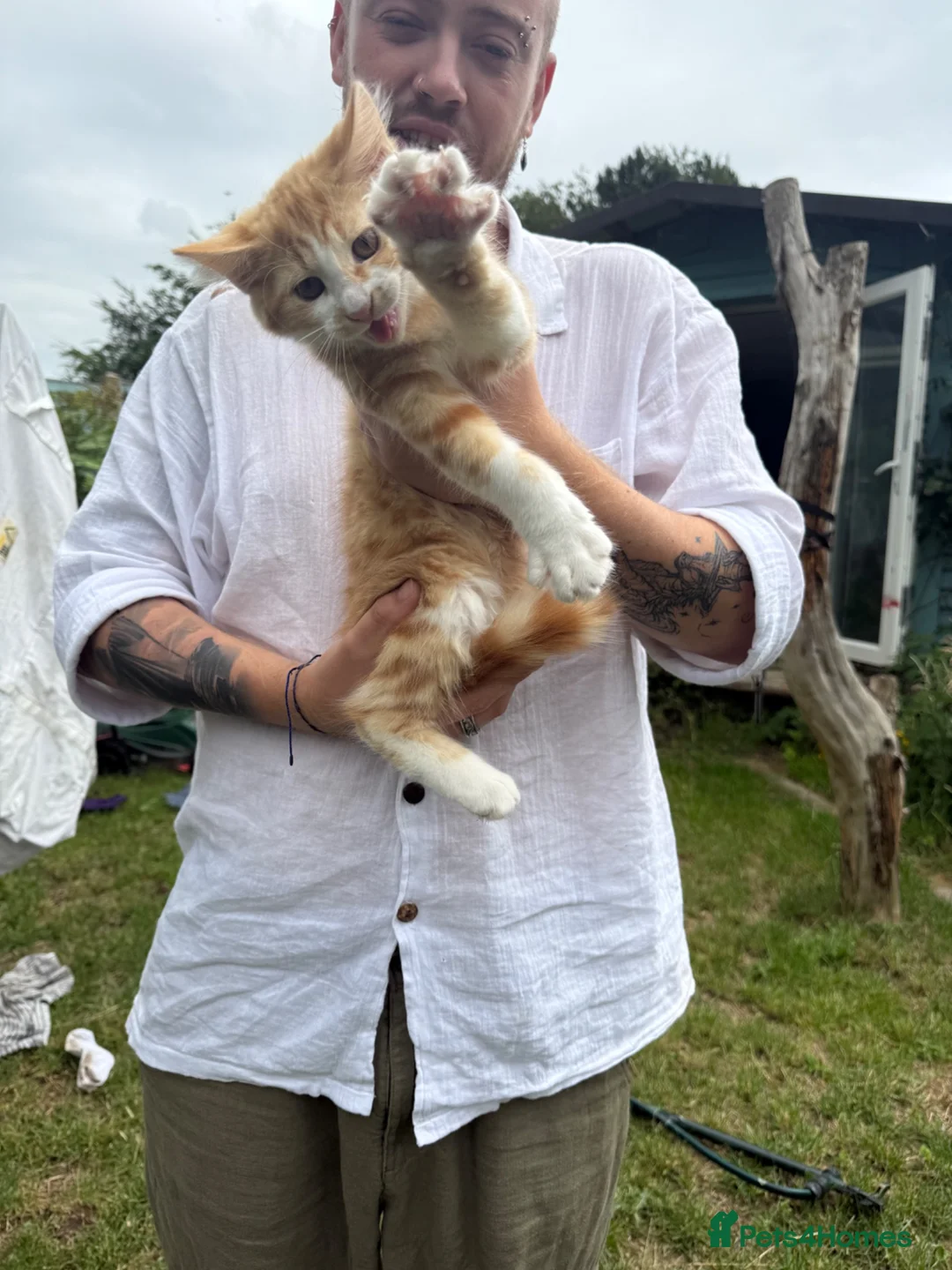 Mixed Breed cats for sale: Ginger and white male kittens in Canterbury - Advert 6
