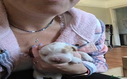 Sprocker dogs for sale: Beautiful Sprocker puppies  - Image 6