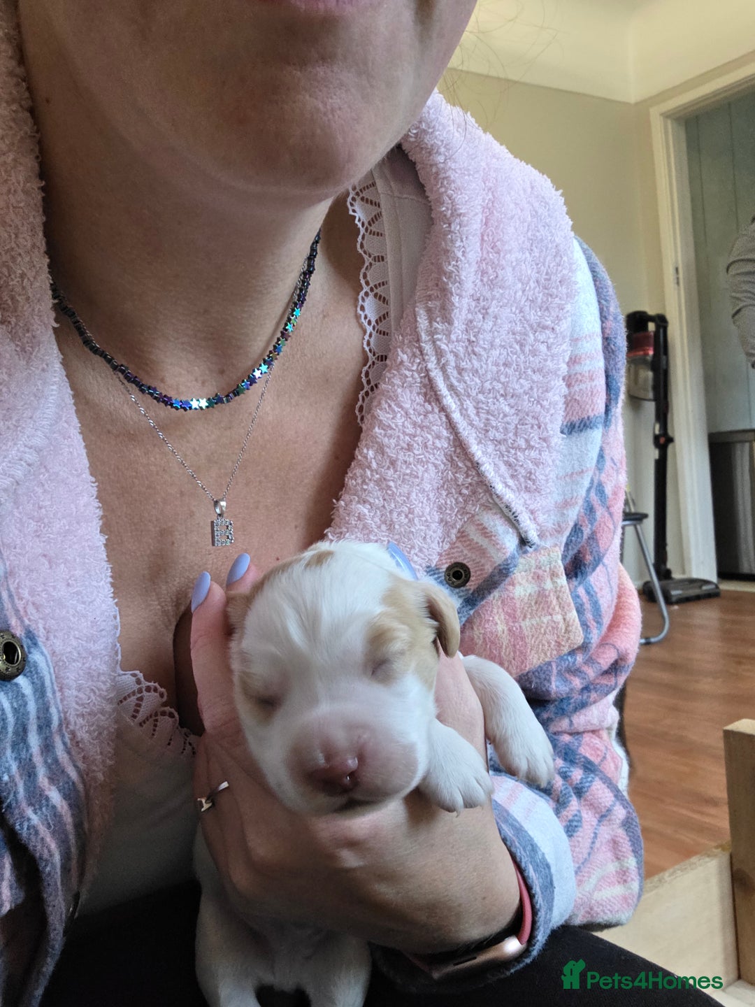 Sprocker dogs for sale: Beautiful Sprocker puppies  - Image 6