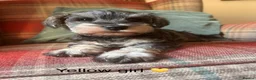 Miniature Schnauzer dogs for sale: KC registered, health tested puppies available  - Advert 1