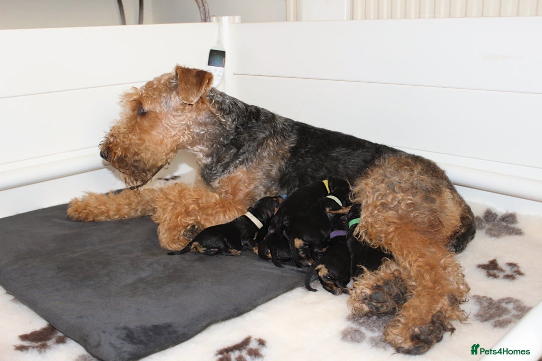 Airedale Terrier dogs for sale: KC Female Airedale Puppy🌟🐾 - Advert 19