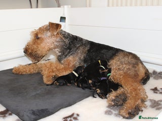 Airedale Terrier dogs KC Female Airedale Puppy🌟🐾 - Advert 16