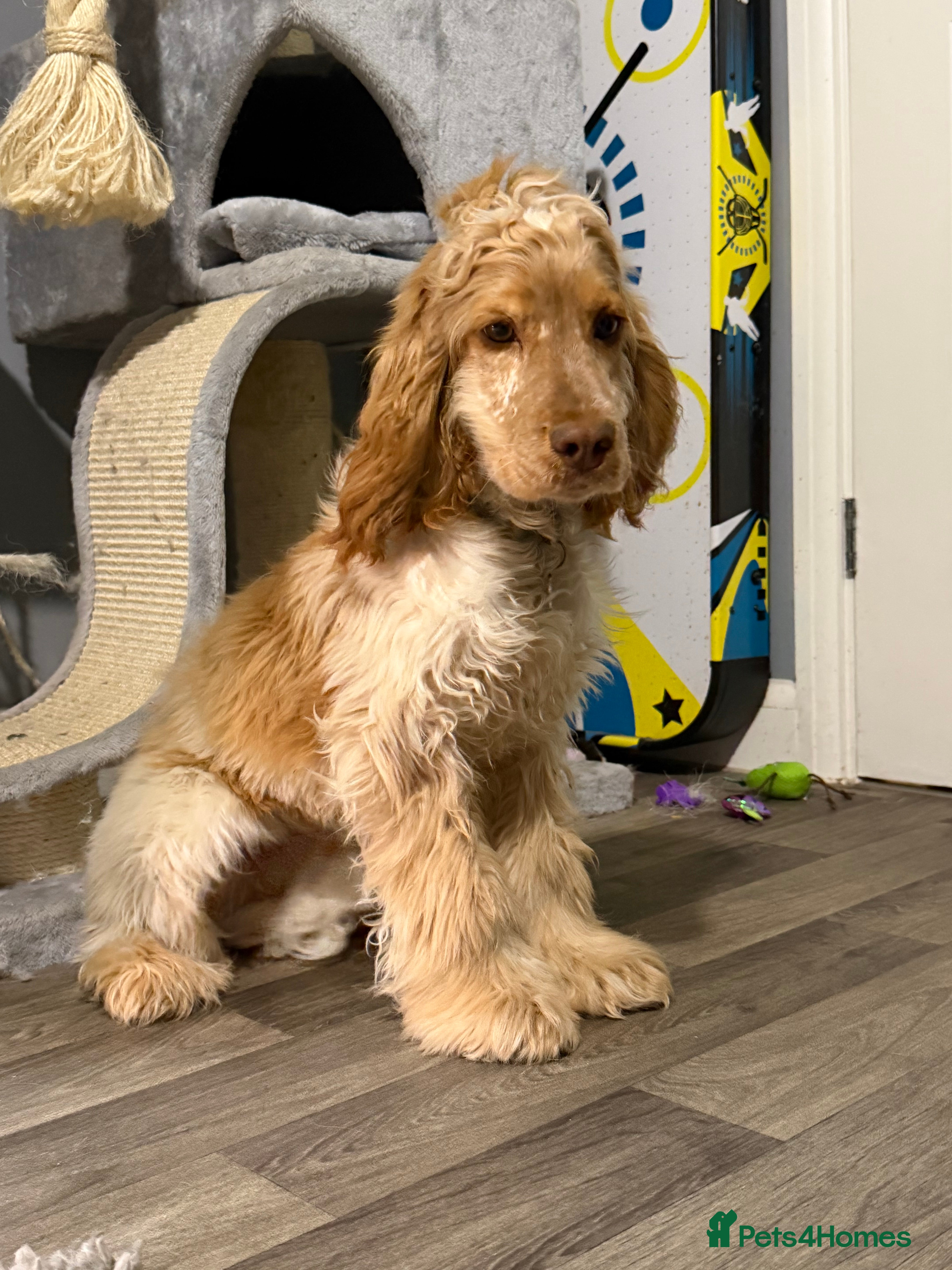 Cocker Spaniel dogs Lemon Roan Show Cocker Spaniel  - Advert 1