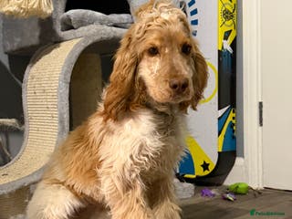 Cocker Spaniel dogs Lemon Roan Show Cocker Spaniel - Advert 1