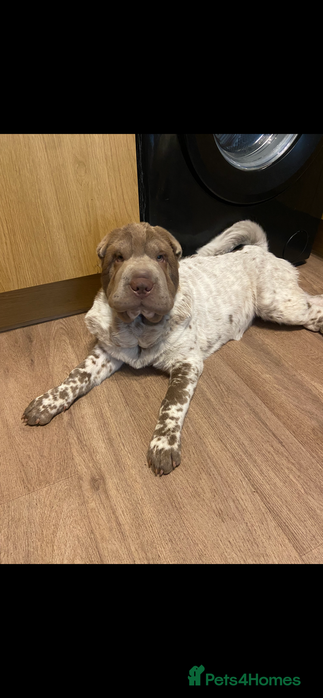 Shar Pei dogs for sale: Shar pei for sale  - Advert 2