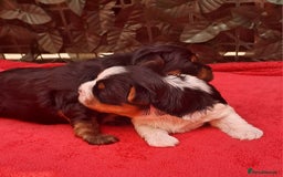 Yorkshire Terrier dogs for sale: Beautiful Biewer Yorkshire pups*LASTBOY Readynow* in Andover - Image 22