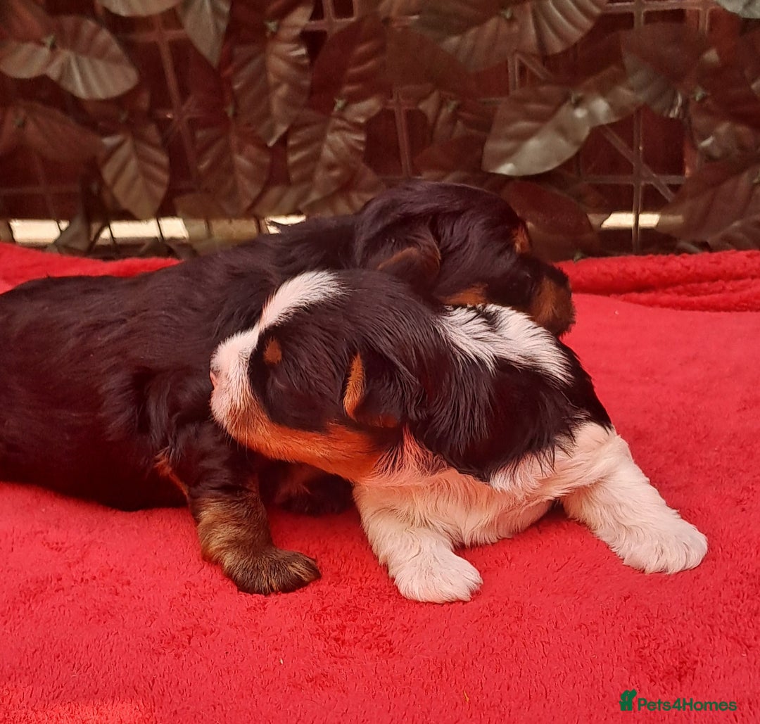 Yorkshire Terrier dogs for sale: Beautiful Biewer Yorkshire pups*LASTBOY Readynow* in Andover - Image 22