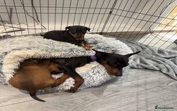 Miniature Pinscher dogs for sale: Beautiful Miniature pinscher puppies - Image 8