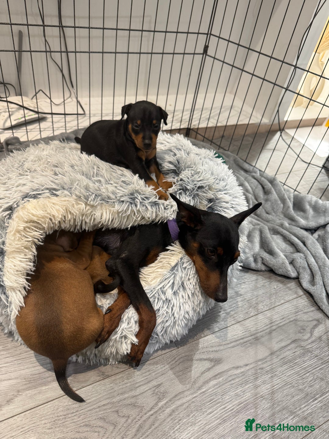 Miniature Pinscher dogs for sale: Beautiful Miniature pinscher puppies - Image 8