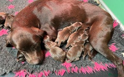 Labrador Retriever dogs for sale: Kc registered chocolate Labradors  - Image 2