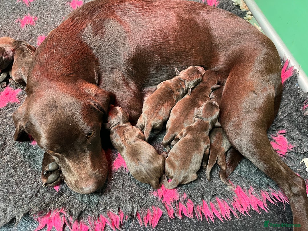Labrador Retriever dogs for sale: Kc registered chocolate Labradors  - Image 2