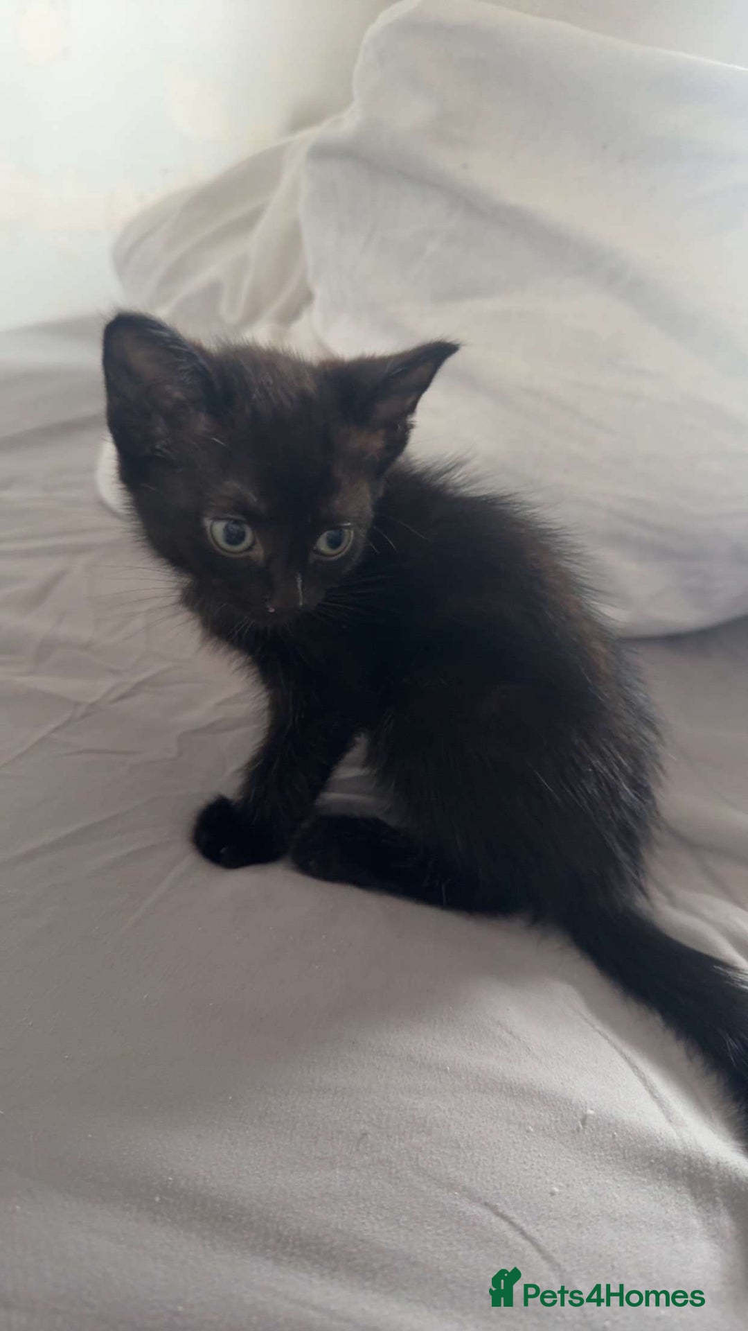 Bengal cats for sale: £40 🐾Ready now Last bengal cross kitten 🐾 - Image 4