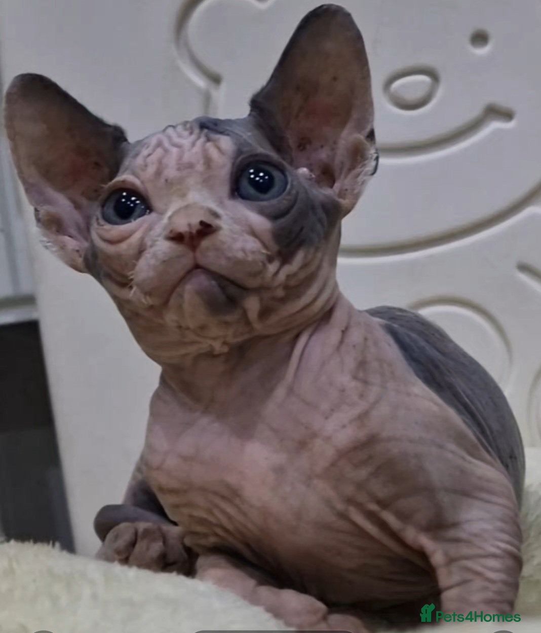 Sphynx cats Stunning Sphynx Kittens – Ready Now🩷🩵 - Advert 1