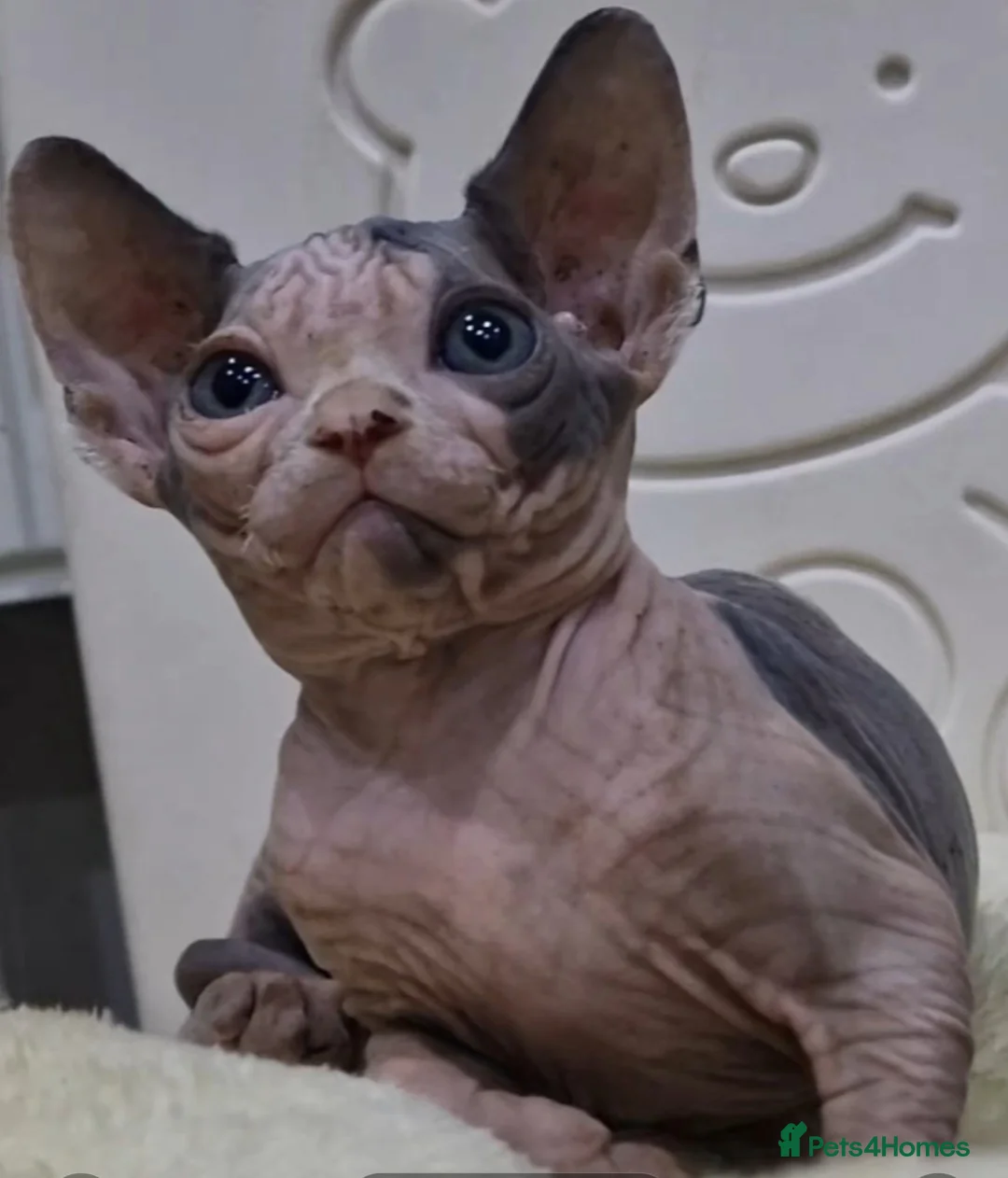 Sphynx cats for sale: Stunning Sphynx Kittens – Ready Now🩷🩵 - Advert 1