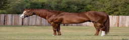 Arabian horse horses for sale: Rick the rick in London - Advert 1