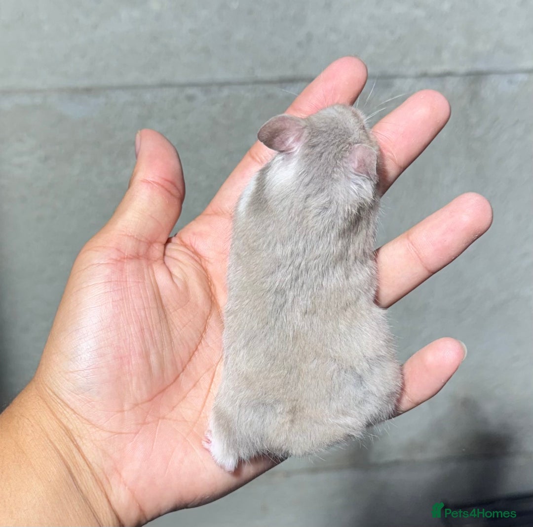 Hamster rodents for sale: STUNNING, TAME, PEDIGREE BABY SYRIAN HAMSTER - Image 12