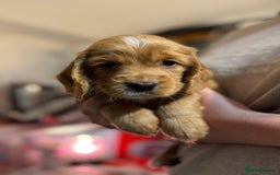 Cocker Spaniel dogs for sale: The most beautiful Working Cocker Puppies - Image 9
