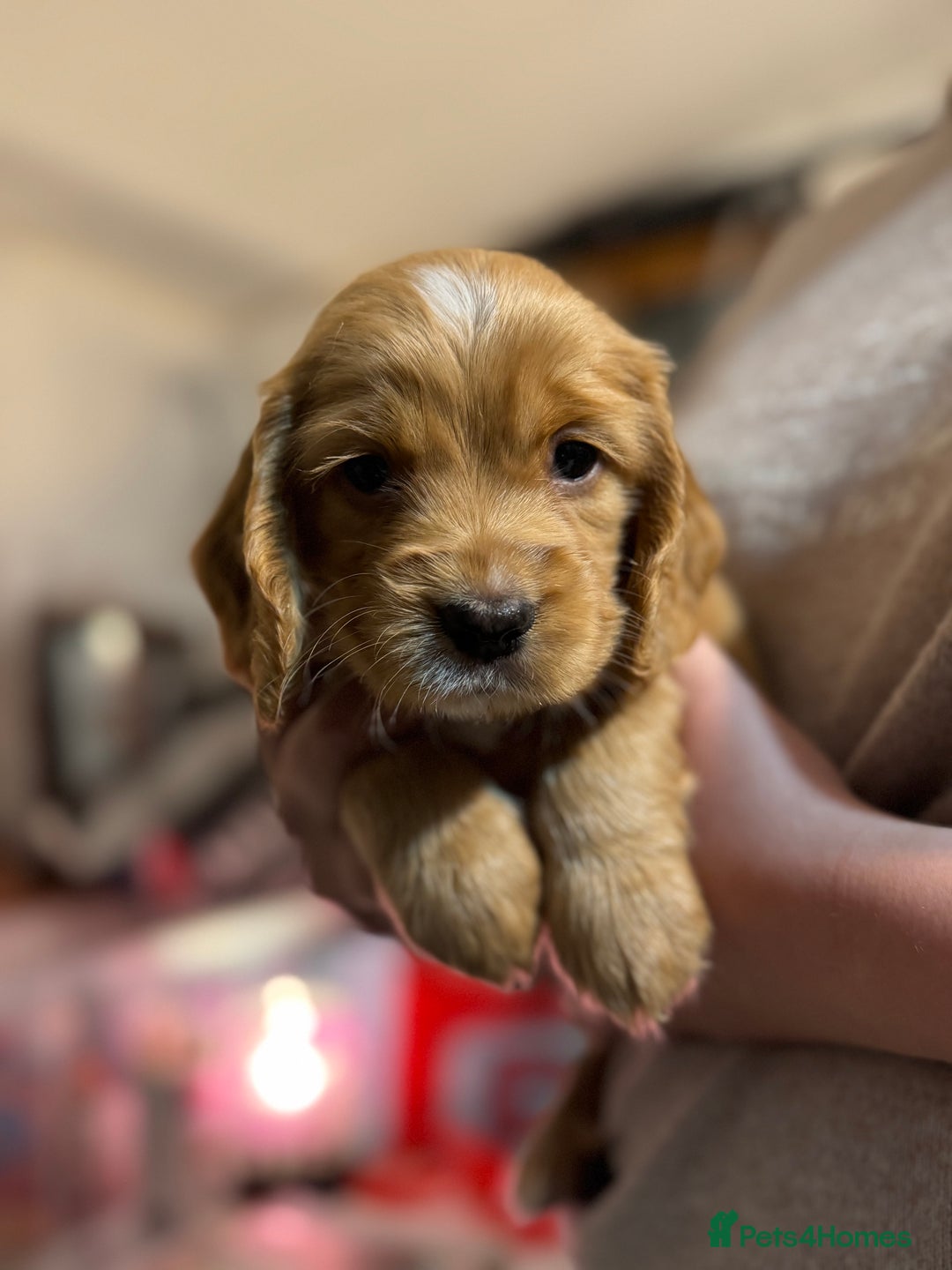 Cocker Spaniel dogs for sale: The most beautiful Working Cocker Puppies - Image 9