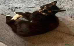 Mixed Breed cats for sale: O'Mally the alley cat  - Advert 1
