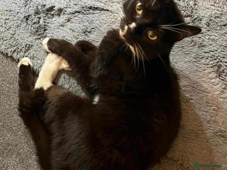 Mixed Breed cats for sale: O'Mally the alley cat - Advert 1