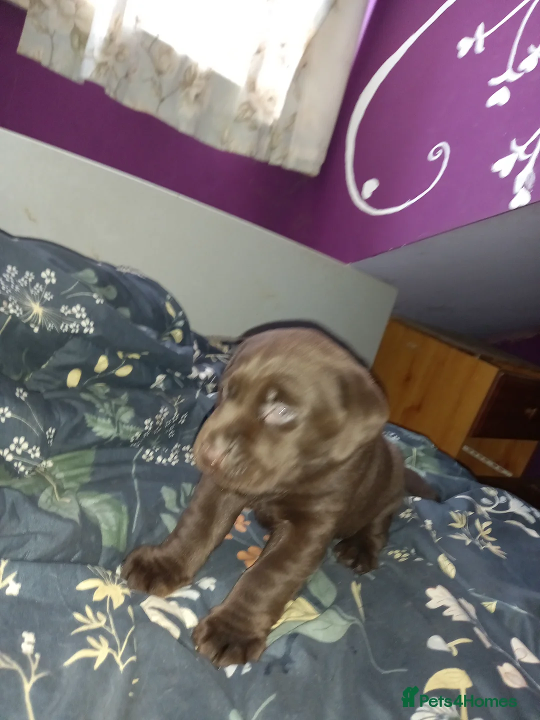 Labrador Retriever dogs for sale: Eduard Bielinskij  in Bradford - Advert 2