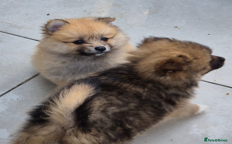 Pomsky dogs - Advert 7