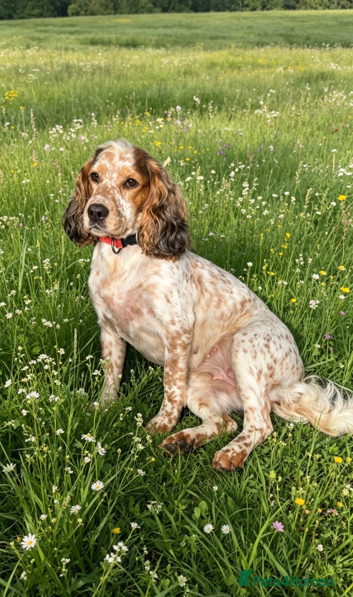 Cocker Spaniel dogs ✨🐾 EXQUISITE WORKING COCKER SPANIEL PUPPIES 🐾✨ - Advert 1