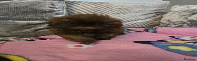 Shih Tzu Puppy 2