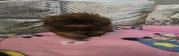 Shih Tzu dogs for sale: karashishi shih tzu  - Advert 4