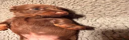 Miniature Dachshund dogs for sale: Beautiful litter of chocolate miniature Dachshunds - Advert 11