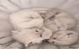 British Shorthair cats for sale: Adorable Purebred British Shorthair Kittens 🐾 - Image 10