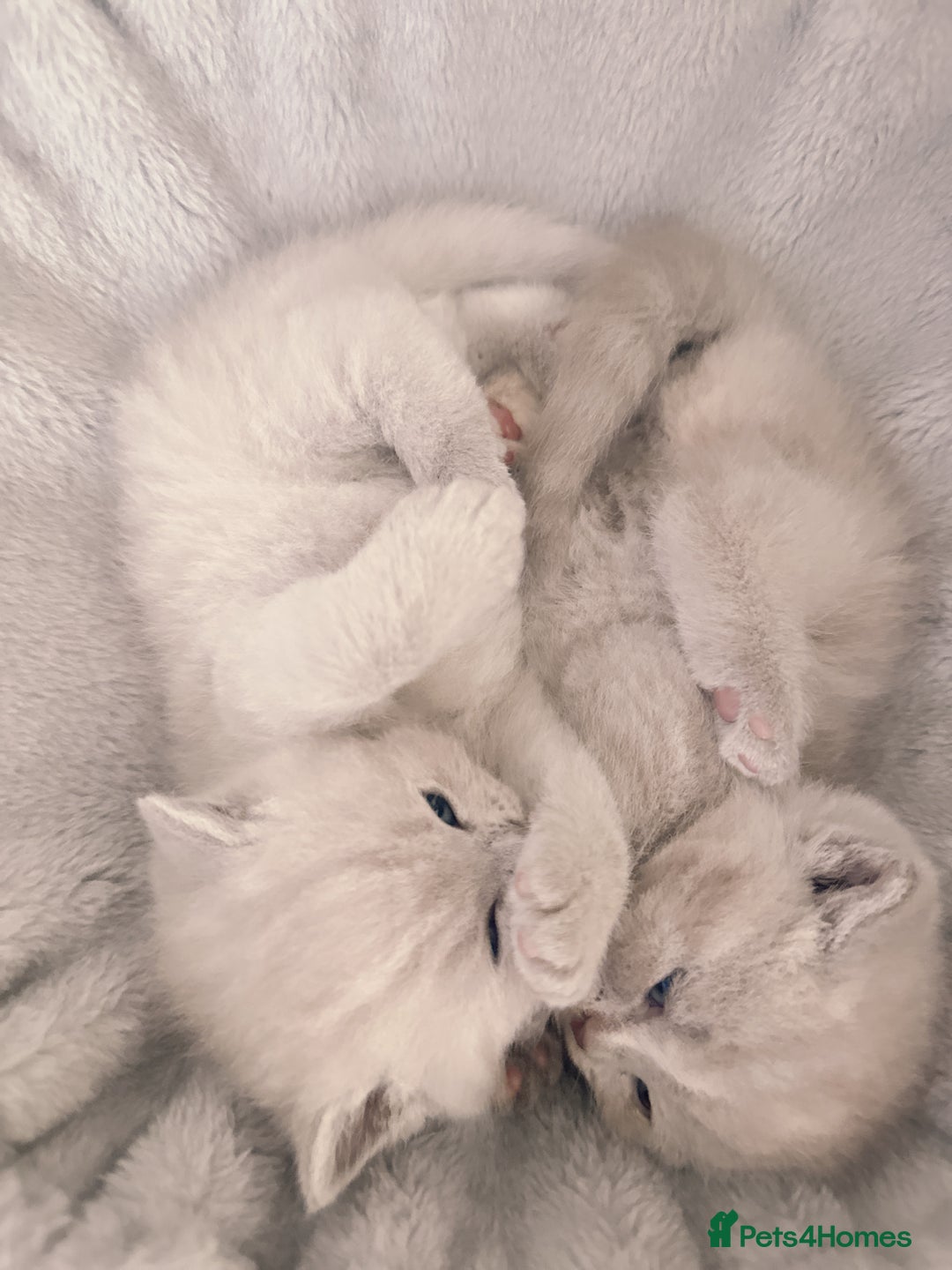 British Shorthair cats for sale: Adorable Purebred British Shorthair Kittens 🐾 - Image 10