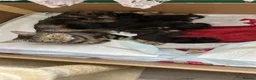 Mixed Breed cats for sale: Beautiful little kittens - Advert 7