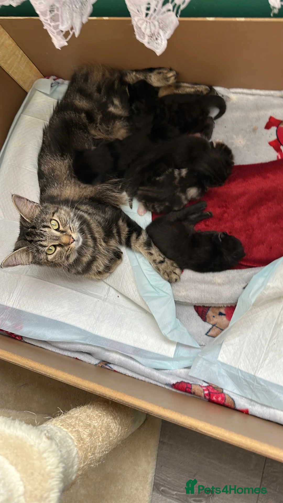 Mixed Breed cats for sale: Beautiful little kittens - Advert 7
