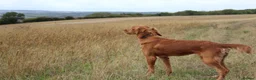 Mixed Breed dogs for sale: Golden Irish  - Advert 3