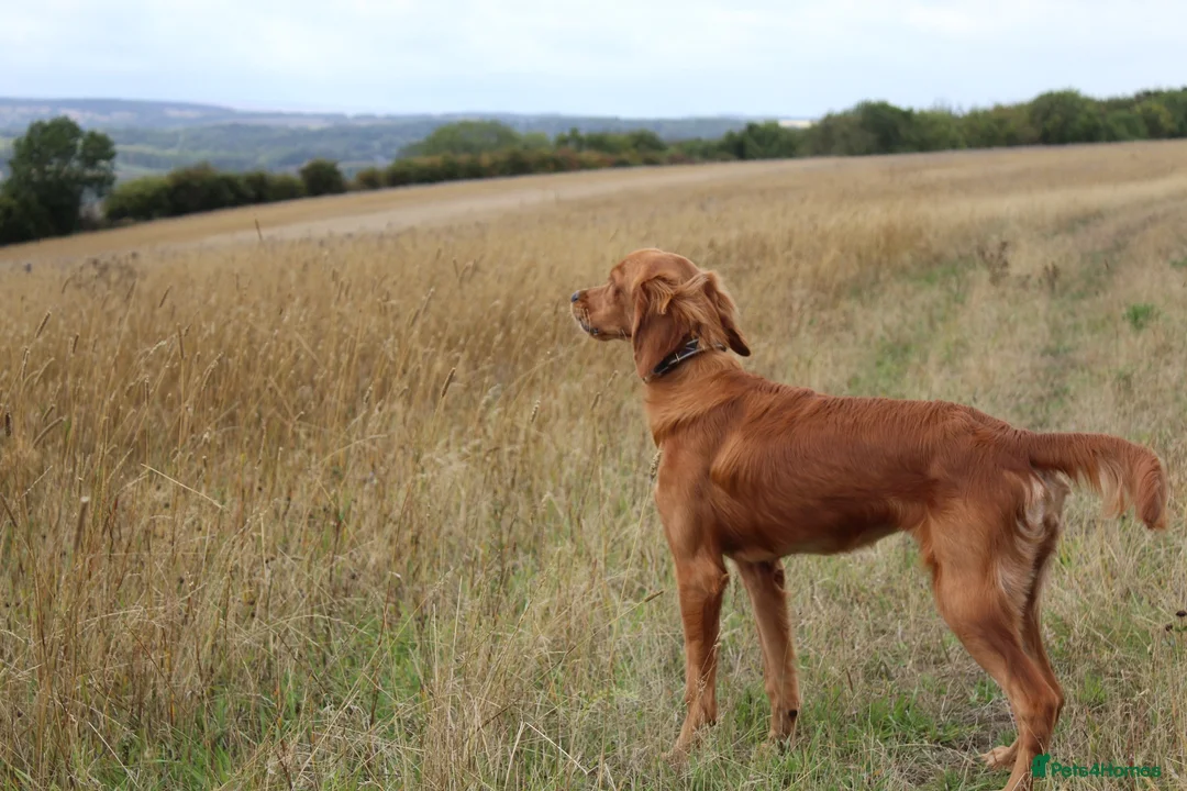 Mixed Breed dogs for sale: Golden Irish  - Advert 3
