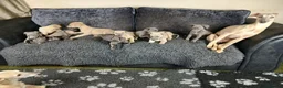 Whippet dogs for sale: Whippet Pups High Quality Crufts Winning Bloodline - Advert 10