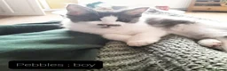Ragcoon cats for sale: Maincoon × Ragdoll (Ragcoon)  chunky boys  - Advert 8